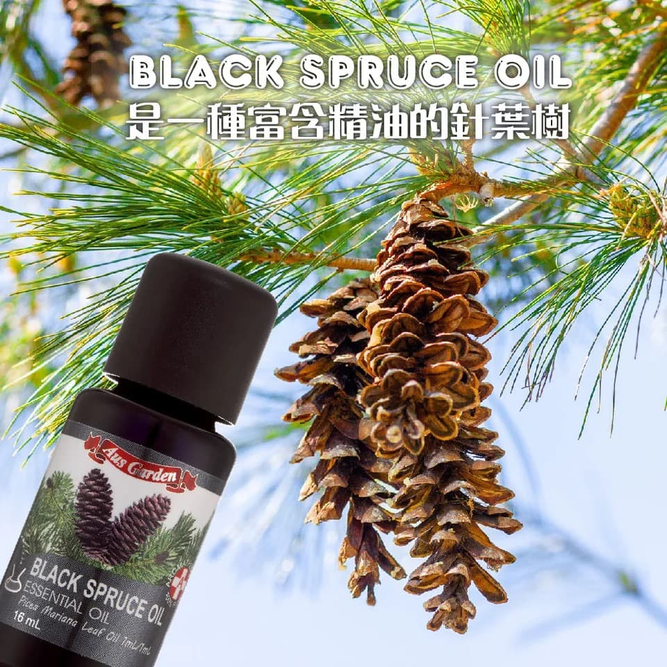 【澳維花園Aus Garden】黑雲杉精油 16ml 縮圖 5