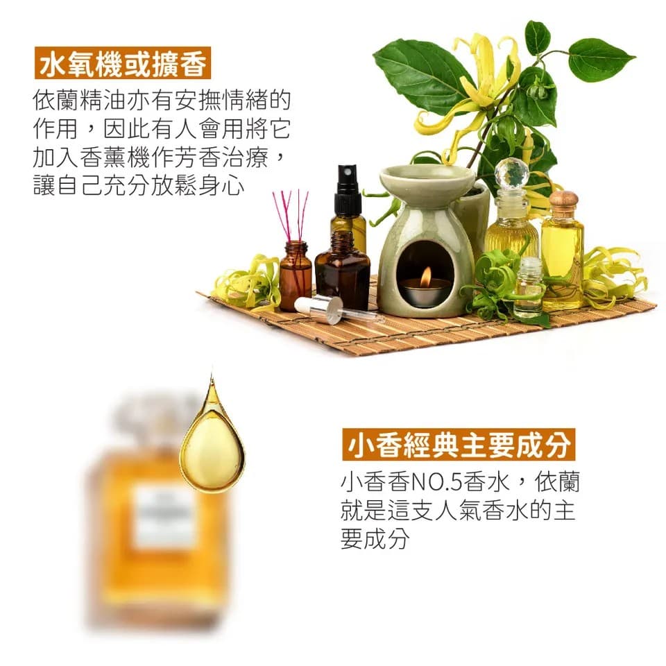 【澳維花園Aus Garden】依蘭精油 16ml 縮圖 5