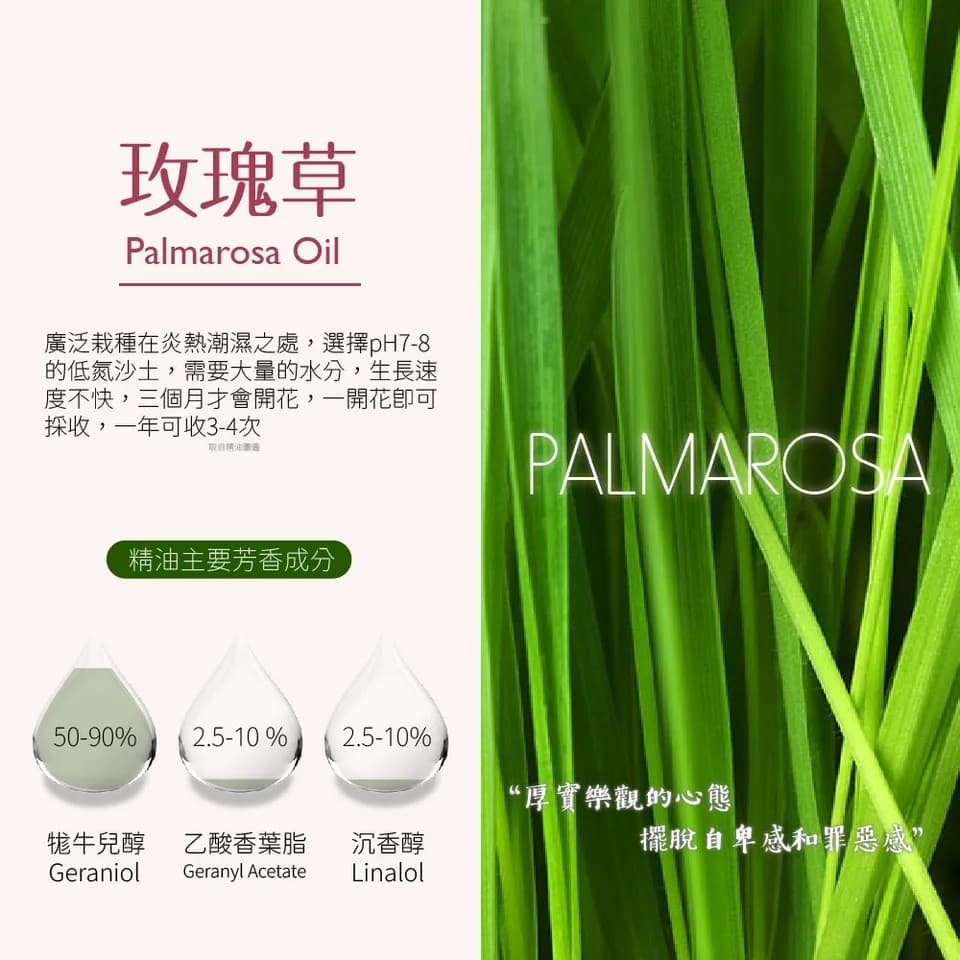 【澳維花園Aus Garden】玫瑰草精油 16ml 縮圖 6