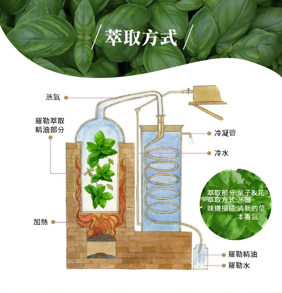 【澳維花園Aus Garden】羅勒精油50ml 縮圖 6