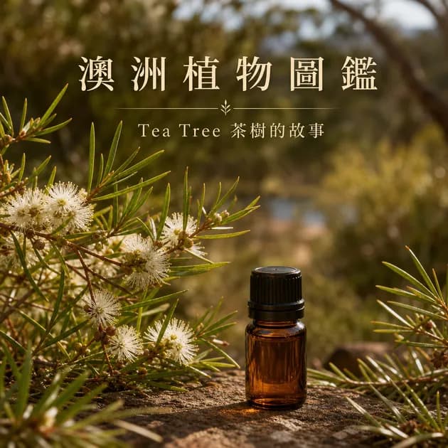 澳洲植物圖鑑：Tea Tree 的故事｜精油百科｜澳思萊芳療筆記封面