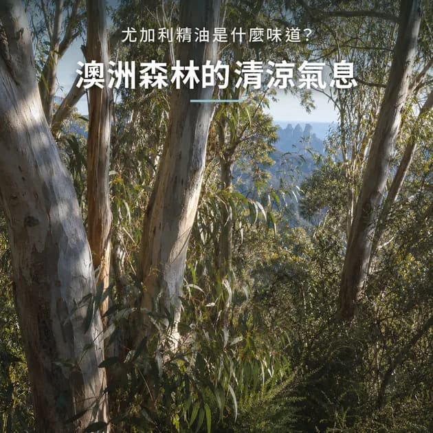尤加利精油是什麼味道？澳洲森林的清涼氣息，一次認識它｜澳洲天然生活｜澳思萊芳療筆記封面