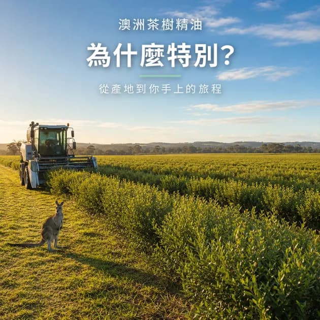 澳洲茶樹精油為什麼特別？從產地到你手上的旅程｜澳洲天然生活｜澳思萊芳療筆記封面