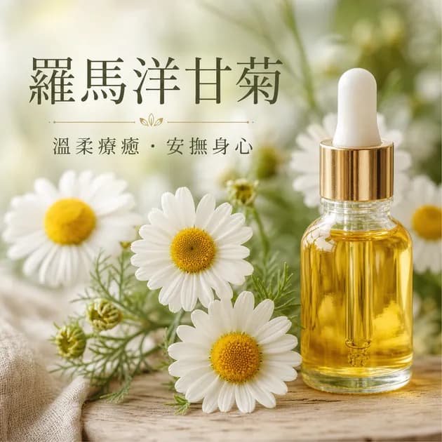 羅馬洋甘菊|精油百科|澳思萊芳療筆記封面