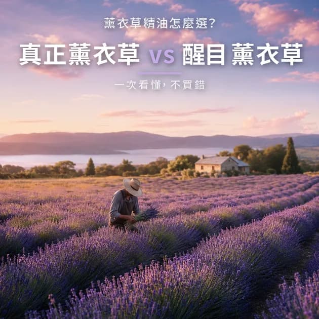 薰衣草精油怎麼選?真正薰衣草 vs 醒目薰衣草,一次看懂|精油百科|澳思萊芳療筆記封面
