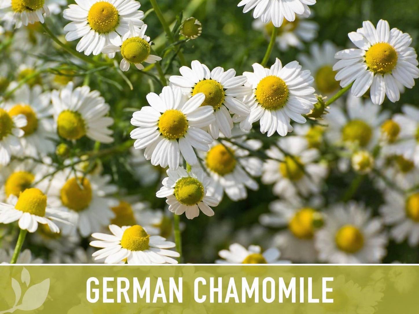 羅馬洋甘菊｜精油百科｜澳思萊芳療筆記