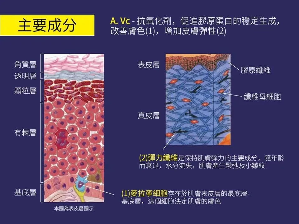 【e伊蓓爾】瞬效超能美白抗老粉態安瓶 30入 圖 9