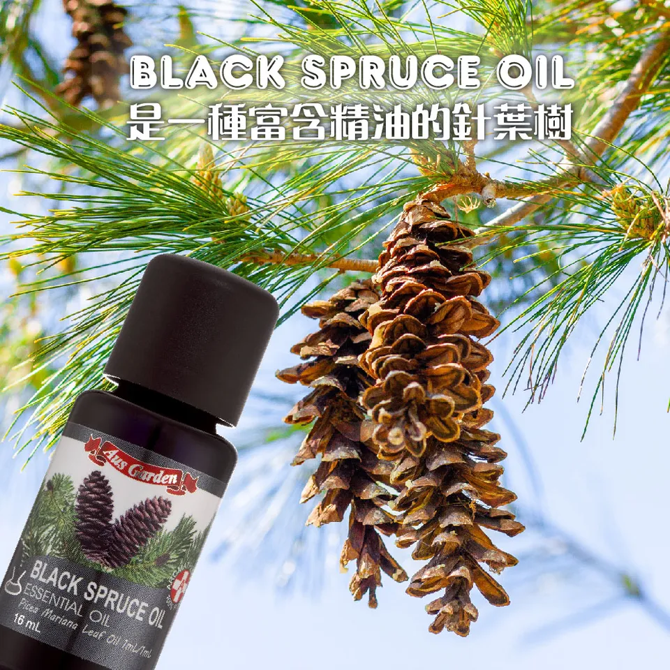 【澳維花園Aus Garden】黑雲杉精油 16ml 圖 6