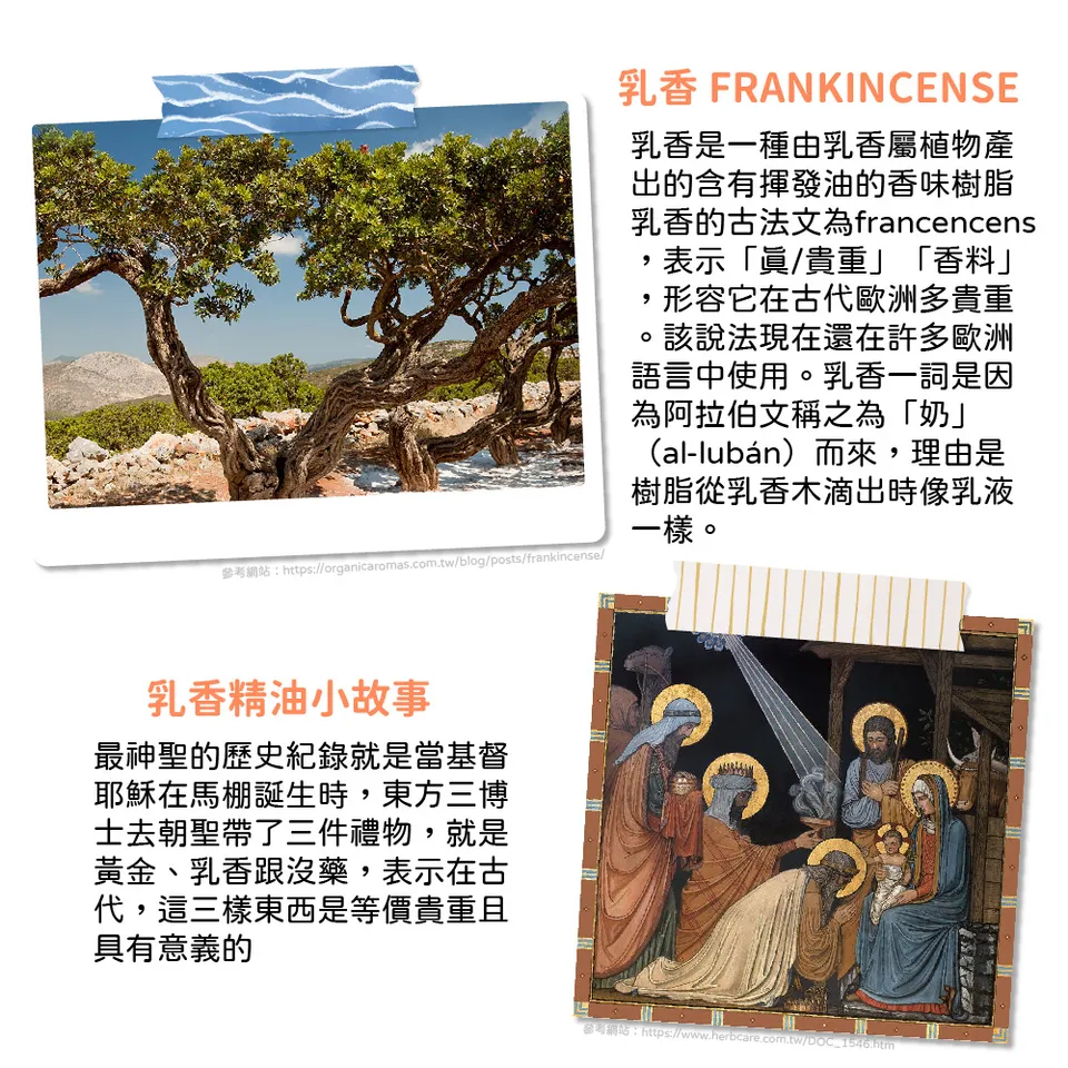 【澳維花園Aus Garden】乳香精油 16ml 圖 8