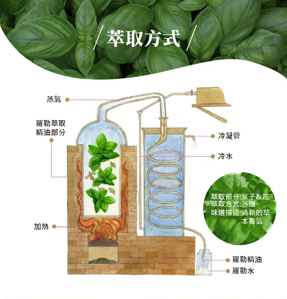 【澳維花園Aus Garden】羅勒精油50ml 圖 7